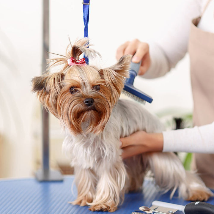 Pet Grooming