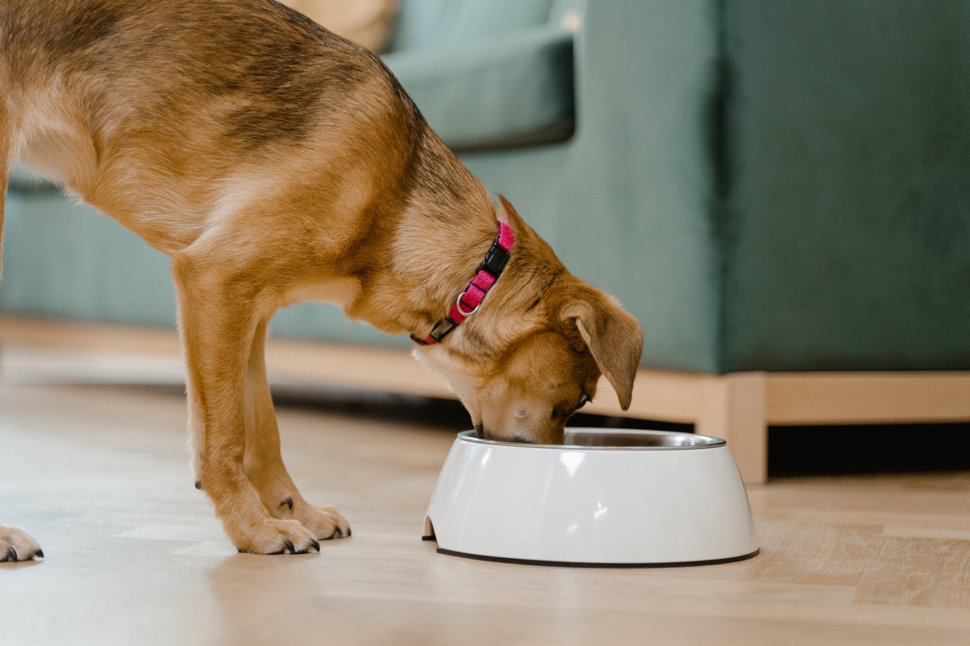 Pet Feeding
