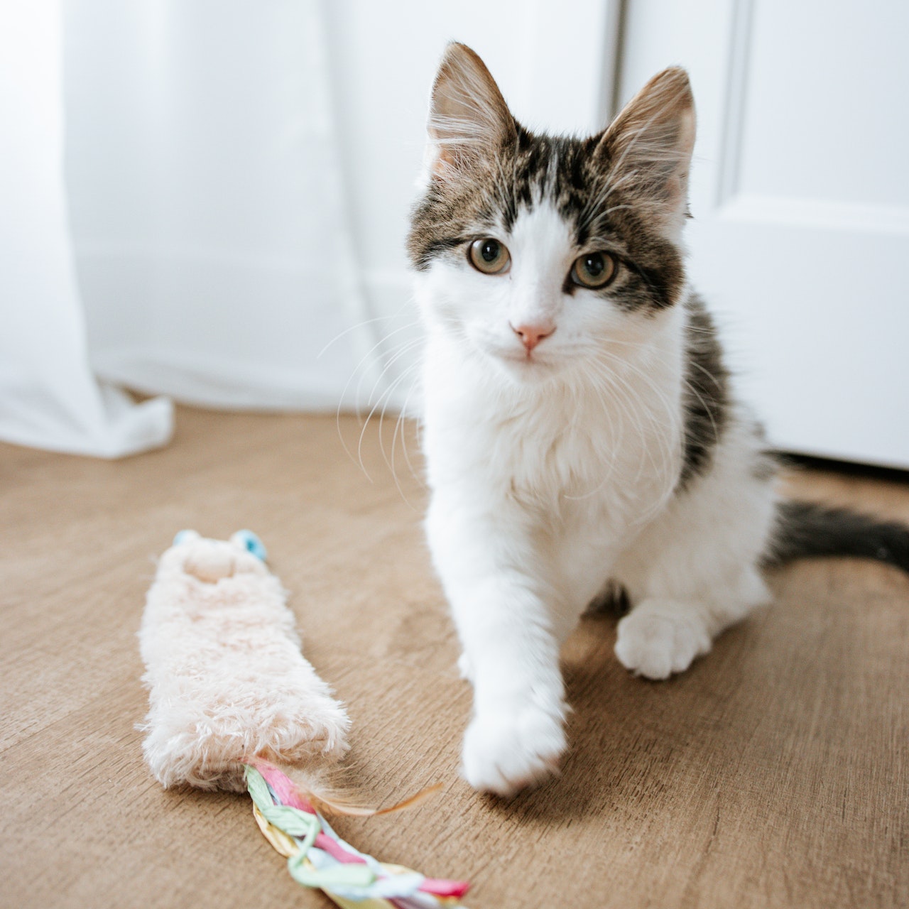 Pet Toys